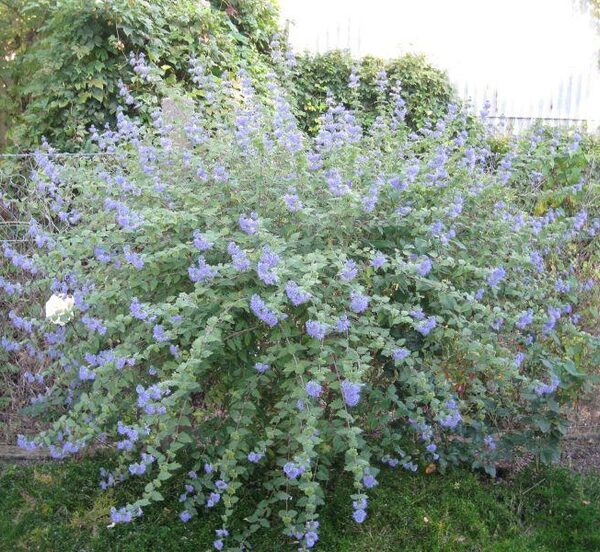 Caryopteris incana `Indigo` (Bradatec)