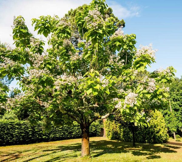 Catalpa bignoides (Navadni Cigarovec)