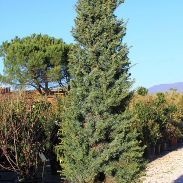 Cedrus atlantica ´Fastigiata´ (Stebrasta atlaška cedra)