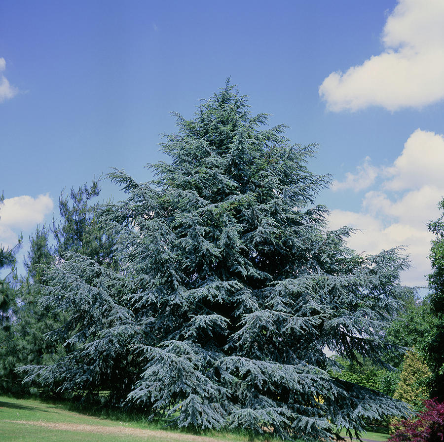 cedrus-libani-atlantica-glauca-t-p-whitworthscience-photo-library.jpg Cedrus libanii 'Glauca' (Srebrna libanonska cedra) - slika 1