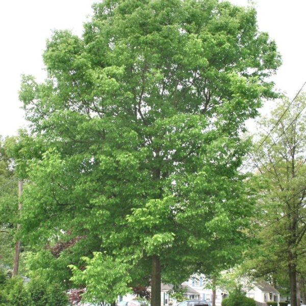 Celtis occidentalis (Ameriški koprivovec)