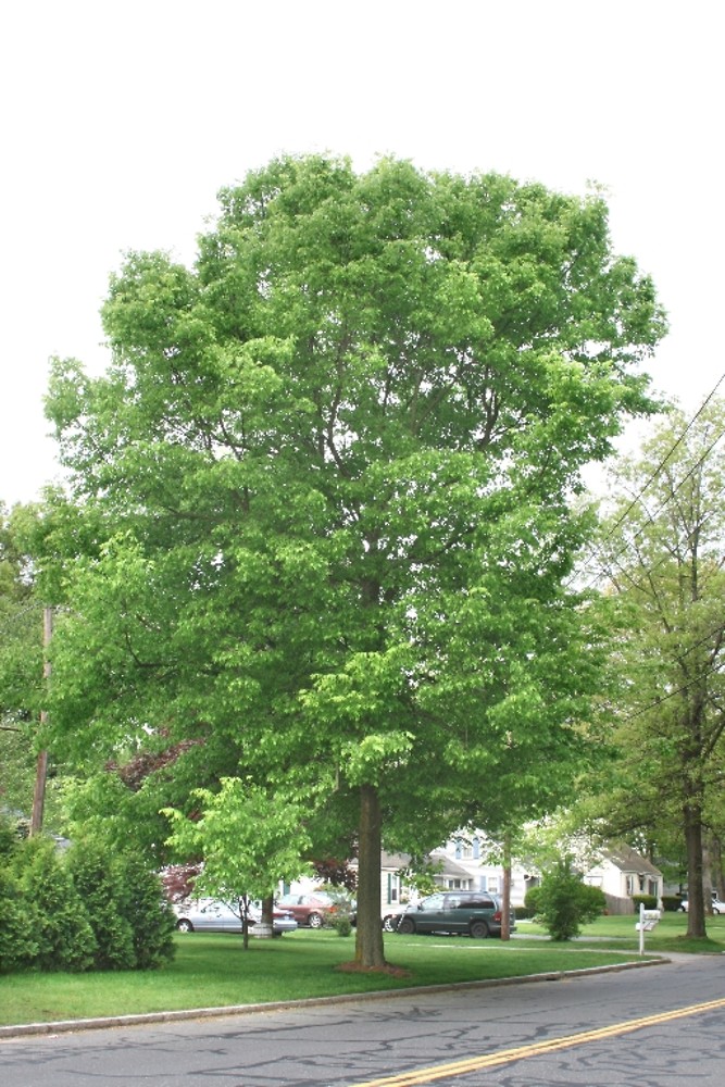 celtis-occidentalis-ha-atal.jpg Celtis occidentalis (Ameriški koprivovec) - slika 1