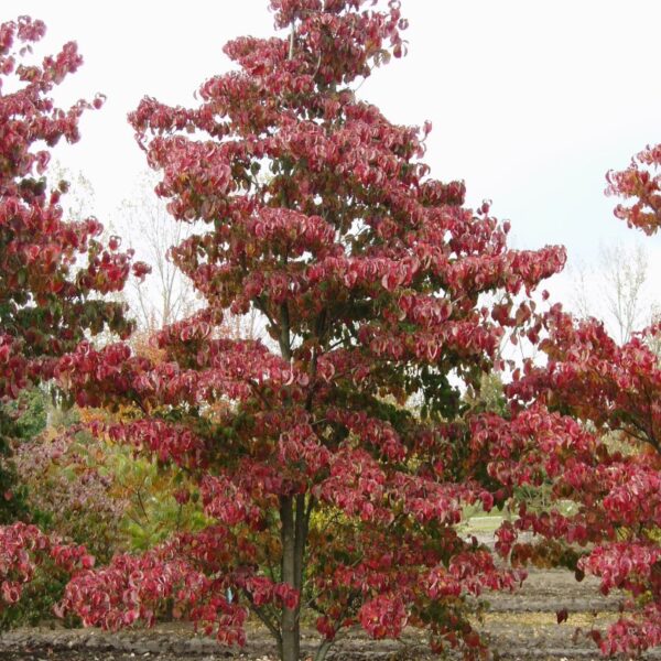 Cornus florida 'Red Sunset' (Ameriški dren cvetnik)