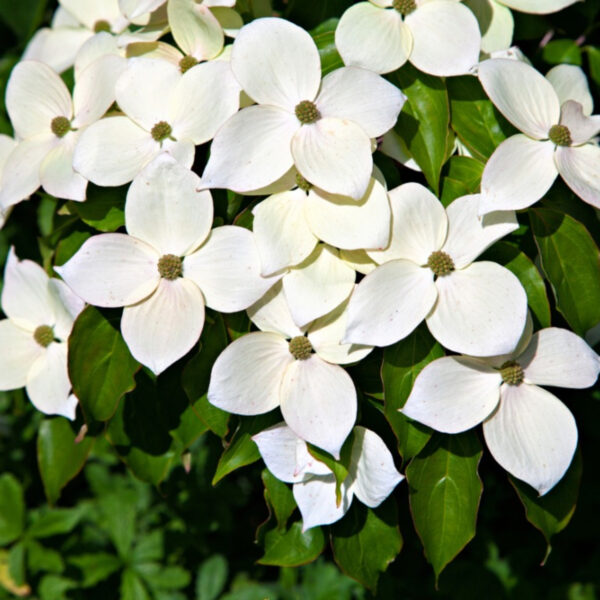 Cornus kousa (Japonski dren cvetnik)