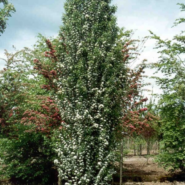 Crataegus monogyna 'Stricta' (Enovratni stebrasti glog)