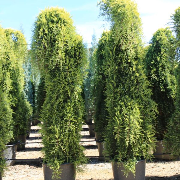 Cupressus macrocarpa 'Aurea Pendula' (Kalifornijska cipresa)