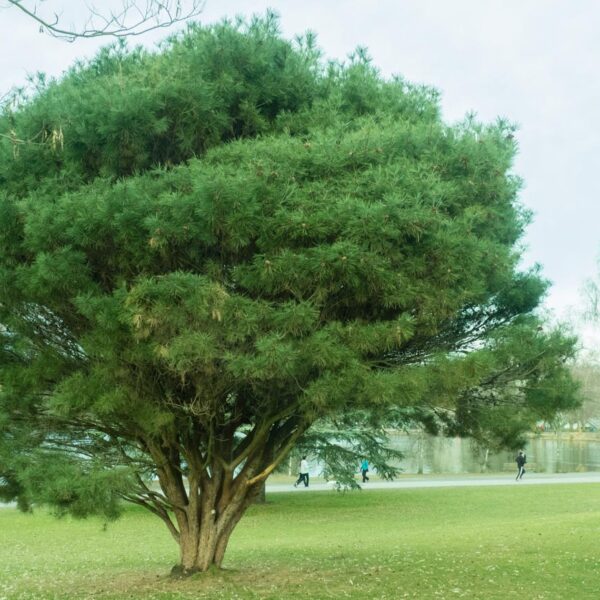 Pinus densiflora  (Pritlikavi japonski rdeči bor)