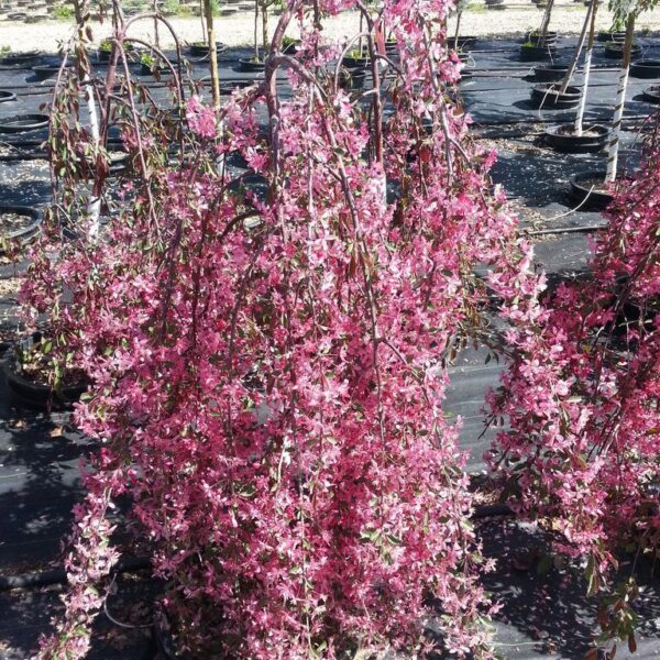 Malus 'Royal Beauty' (Povešava rdečelist. okrasna jablana)