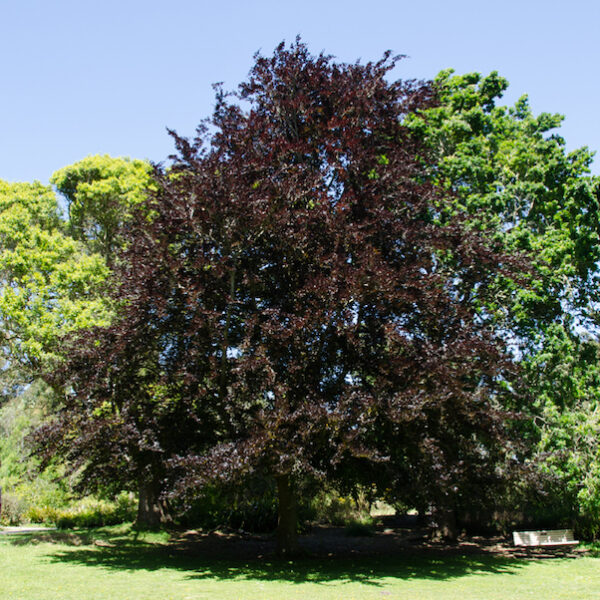 Fagus sylvatica ‘Atropurpurea’ – rdečelistna bukev