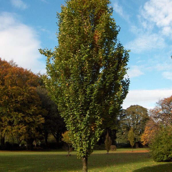 Fagus sylvatica 'Dawyck' (Stebrasta bukev)