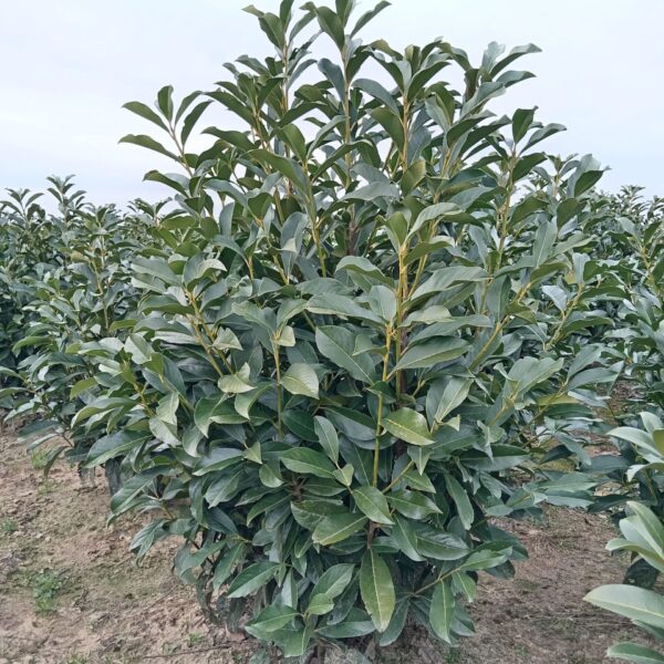 Prunus laurocerasus 'Fontanette' (Lovorikovec)