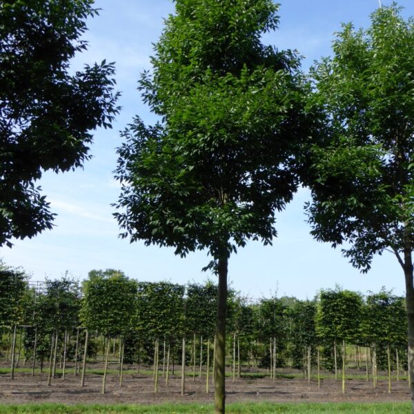 Fraxinus pennsylvanica 'Autumn Purple' (Pensilvanski jesen)
