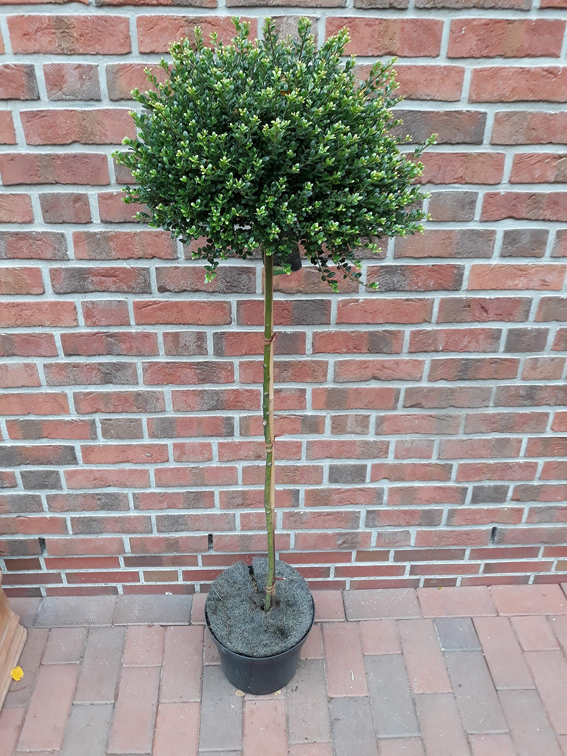 Version 1.0.0 Ilex crenata 'Glorie Gem' (Grmasti ileks) - slika 1