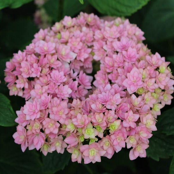 Hydrangea mac. 'Together' (Vrtna hortenzija)