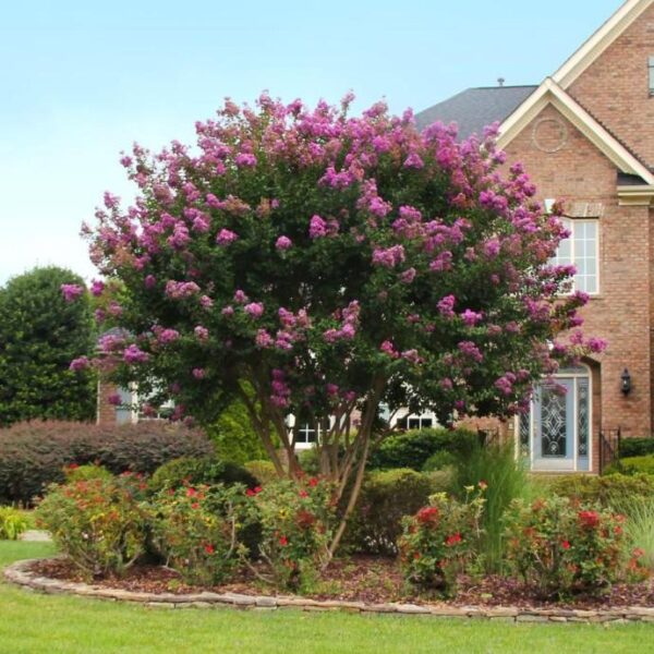 Lagerstroemia Ind. Superviolacea (Lagerstremija)