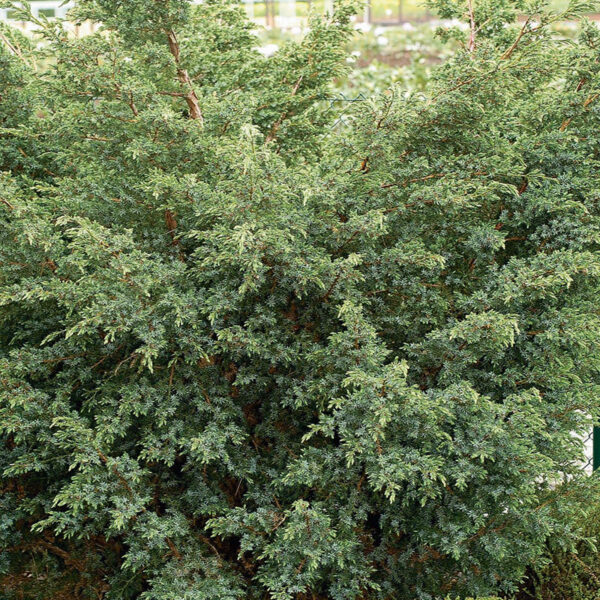 Juniperus chinensis 'Blue Alps' (Kitajski brin)