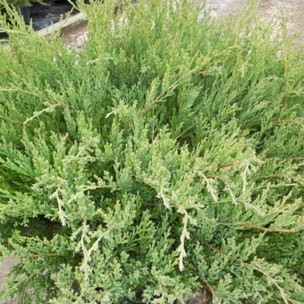 Juniperus horisontalis 'Andorra Compacta' (Pokrovni brin)