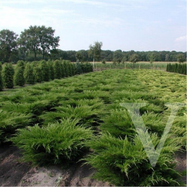 Juniperus media 'Mint Julep' (Pokrovni brin)