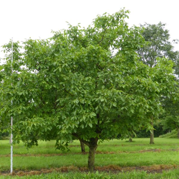 Juglans regia (Navadni oreh)
