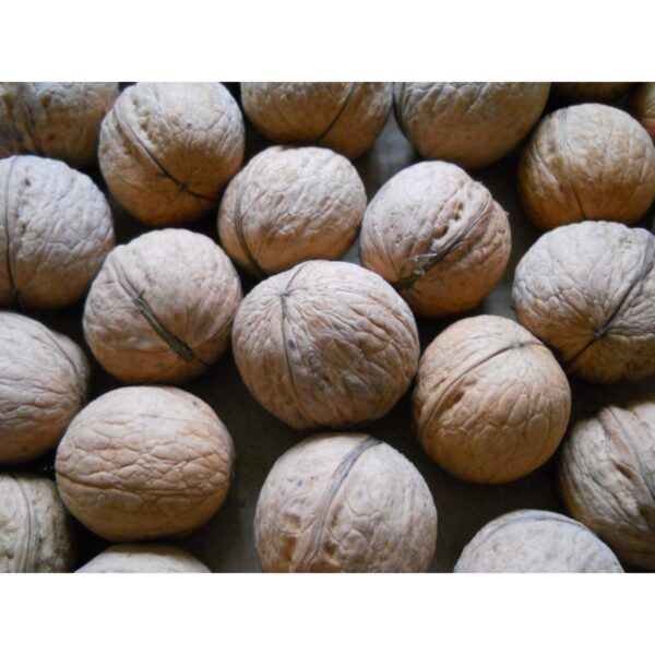 Juglans regia 'Milotai 10' (Cepljen oreh)