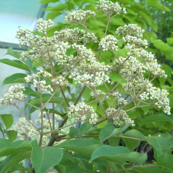 Euodia hupehensis (Korejska evodija - čebelje drevo)