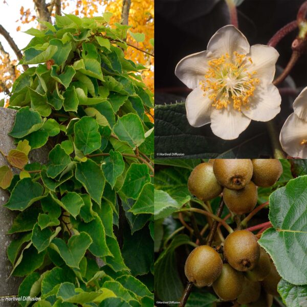 Actinidia 'DUO KIWI' (Kivi - samoplodni)