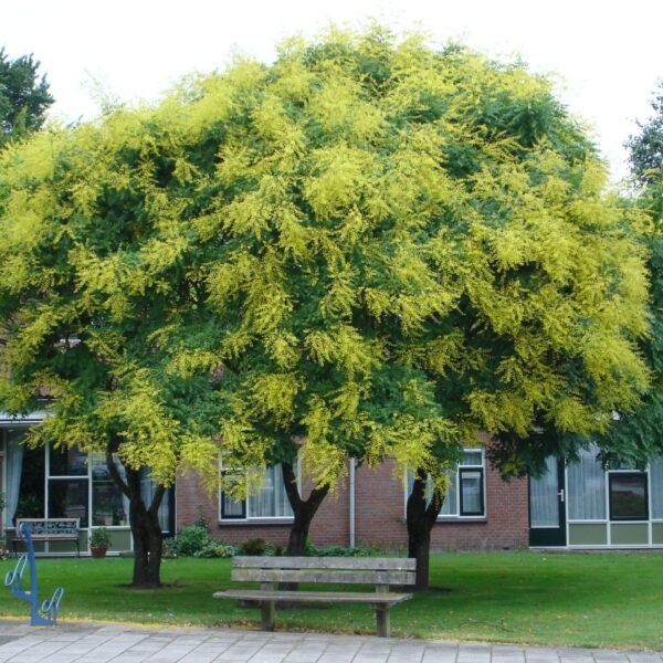 Koelreuteria paniculata (Latnati mehurnik)