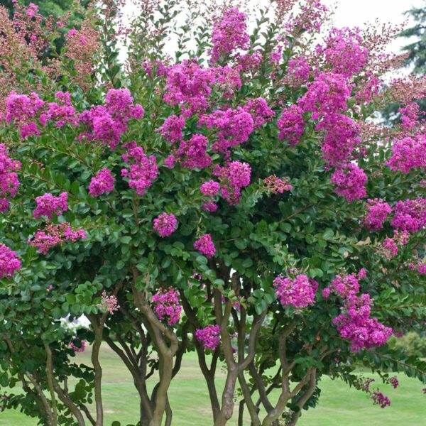 Lagerstroemia Indica 'Violacea Grassi' (Indijska lagerstremija 'Violacea Grassi')