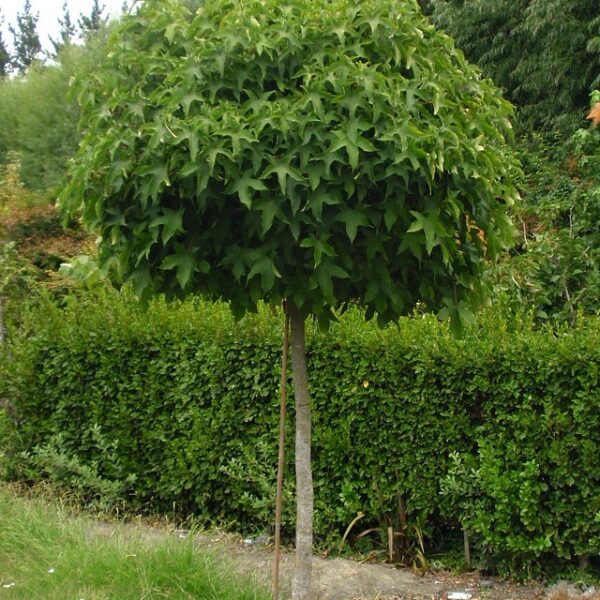 Liquidambar Styraciflua 'Gum Ball' (Ambrovec 'Gum Ball')