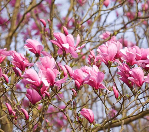 Magnolia x soulangeana 'Rustica Rubra' (Magnolija)