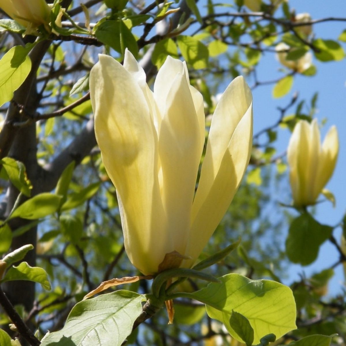 magnolia-limelight.jpg Magnolia 'Limelight' (Rumena magolija) - slika 1