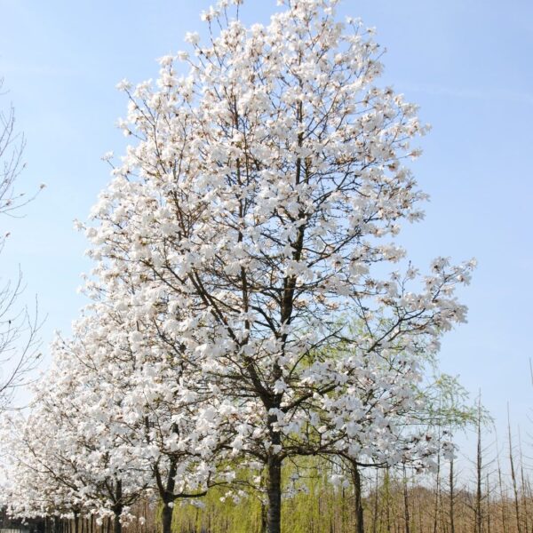 Magnolia Loebneri 'Merrill' (Magnolija 'Merrill')
