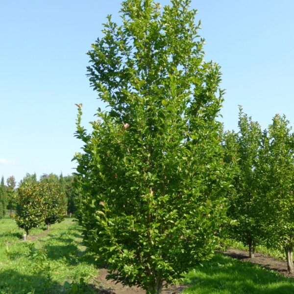 Magnolia kobus `Isis` (Japonska ali kobuši magnolija)