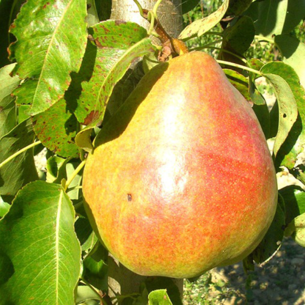 Pyrus communis 'Decana del Comizio' (Hruška)