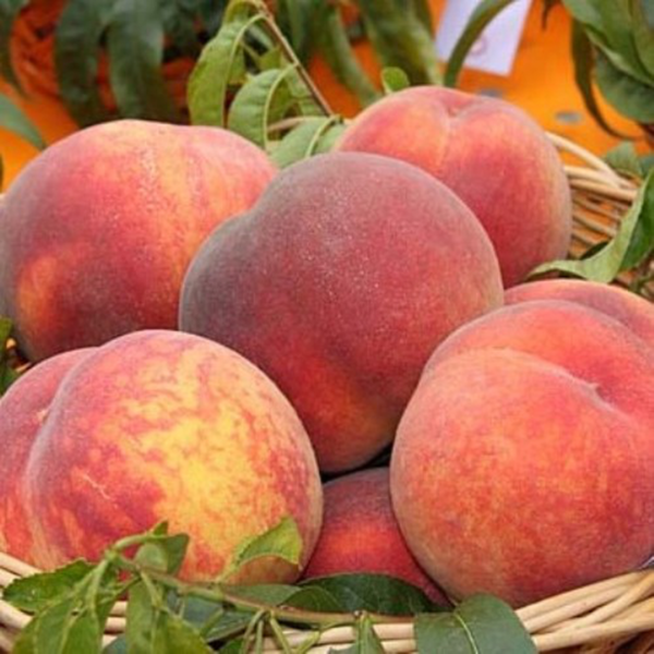 Prunus persica 'Maria Bianca' (Breskev)