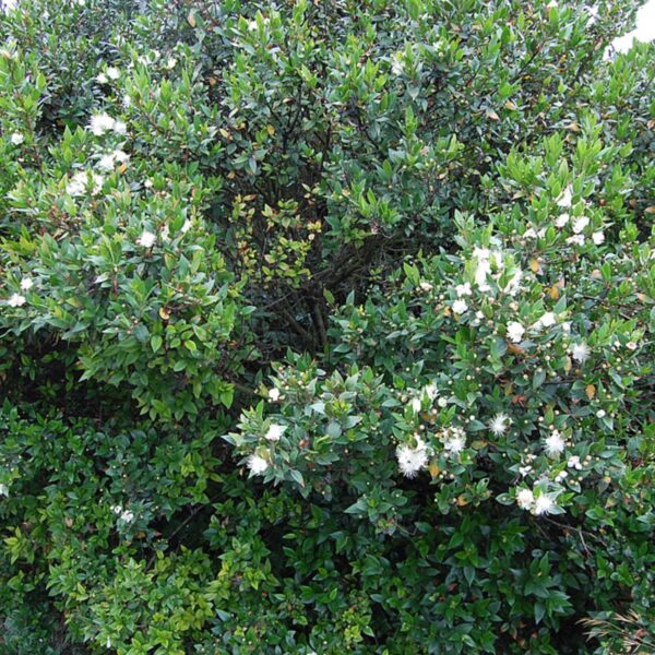Myrtus Communis (Navadna Mirta)