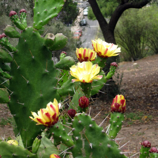 Opuntia Vulgaris (Navadna Opuncija)