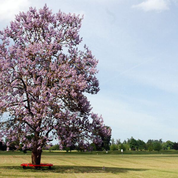 Paulownia tomentosa (Navadna pavlovnija)