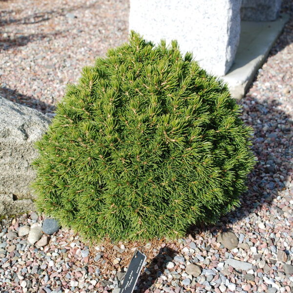 Picea abies 'Tompa' (Kompakt. pritlik. smreka)