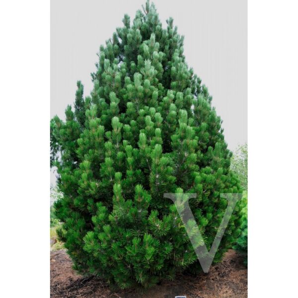 Pinus leucodermis 'Compact Gem' (Munika)