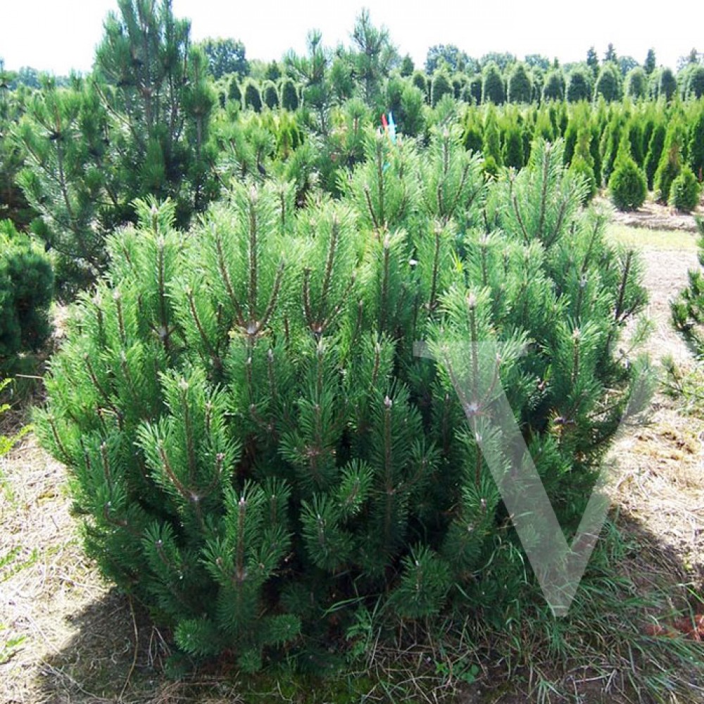 pimumu_1.jpg Pinus mugo var. mugo (Pinus mugo var. uncinata) - slika 1