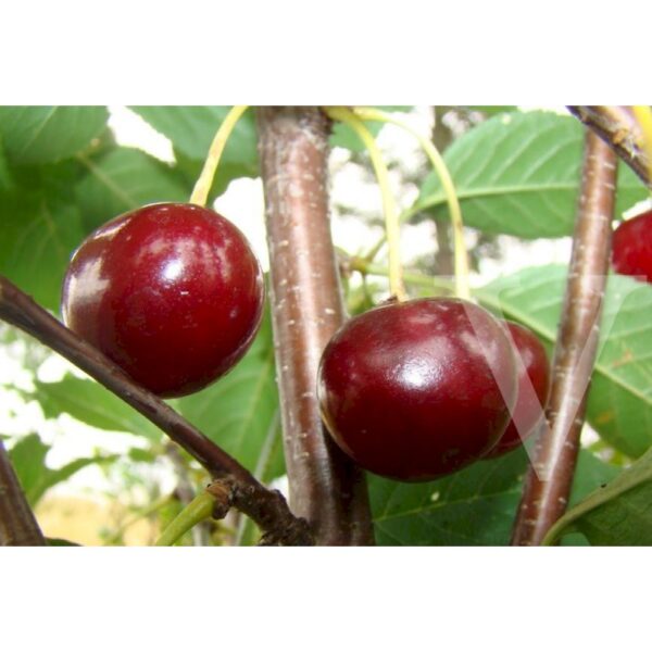 Prunus cerasus 'Debreceni botermo' (Višnja)