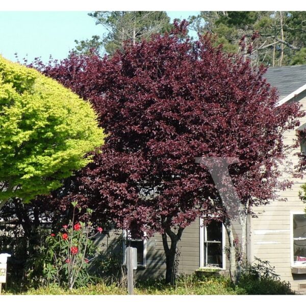 Prunus cerasifera 'Woodii' (Okrasna rdečelistna sliva)