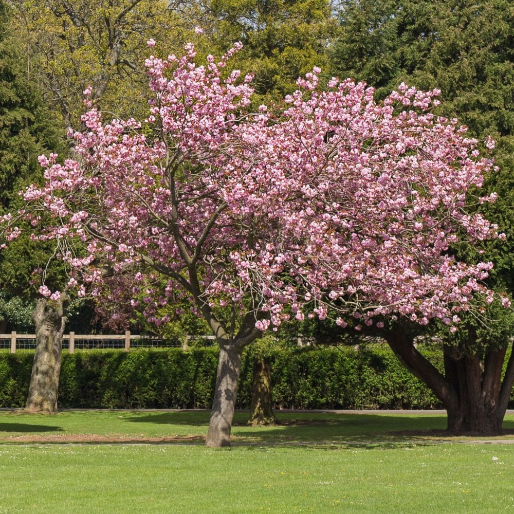prunus-accolade-tree-p202-13314_image.jpg Prunus 'Accolade' (Češnja) - slika 1