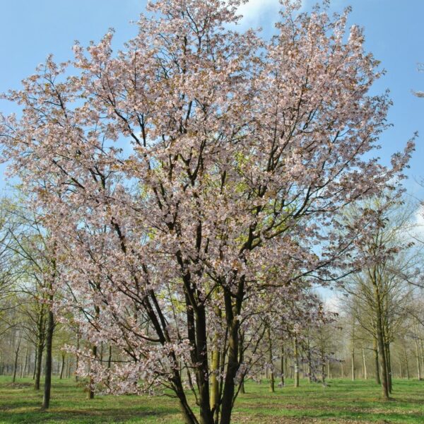 Prunus sargentii (Sargentova češnja)