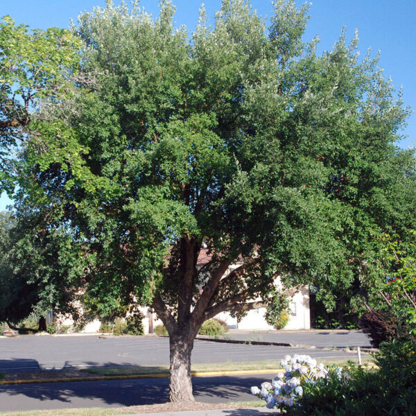 Quercus suber (Plutovec)