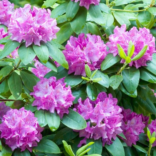 Rhododendron 'Roseum Elegans' (Rododendron)