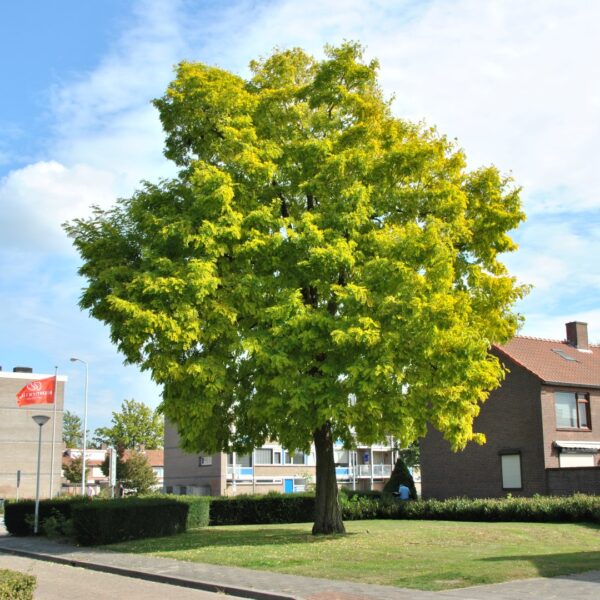 Robinia pseudoacacia 'Frisia' (Robinija cepljena na steblu)