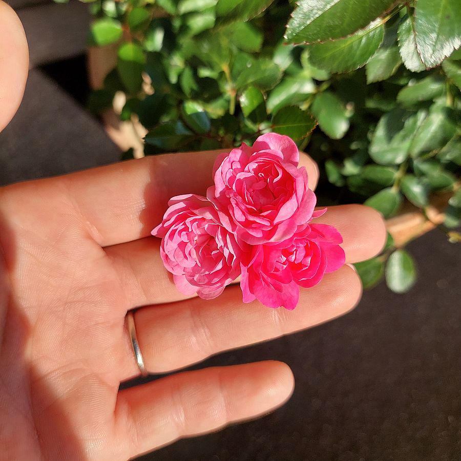rosa-lovely-pink1.jpg Rosa 'Lovely Pink' (Pokrovna vrtnica) - slika 1