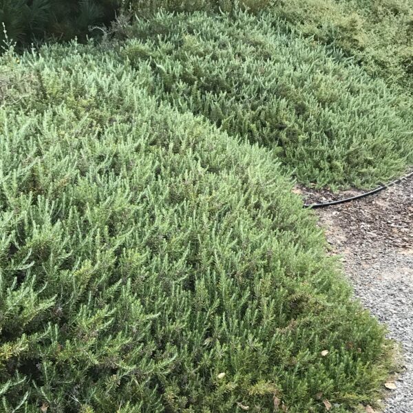 Rosmarinus officinalis 'Boule' (Rožmarin)